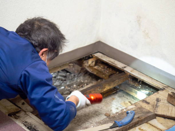 Best DIY Mold Remediation Support Services in Blue Ridge, GA