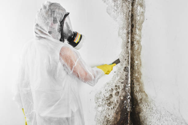 Best Preventive Mold Services in Blue Ridge, GA