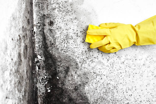 Best Mold Remediation for Schools in Blue Ridge, GA