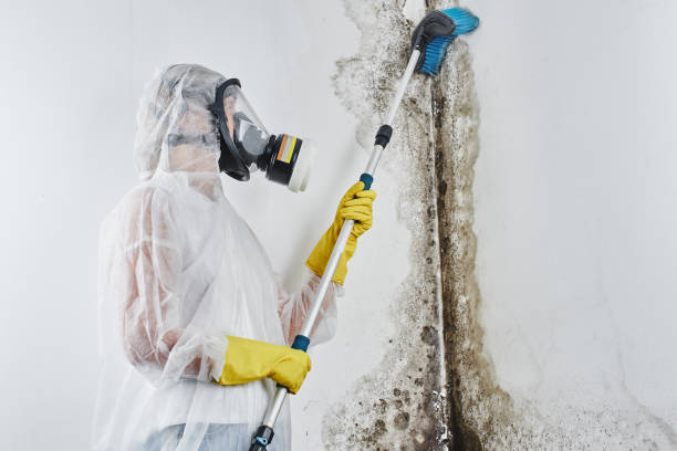 Professional Mold Remediation in Blue Ridge, GA