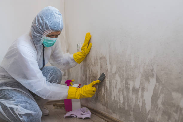 Best Mold Testing and Inspection Services in Blue Ridge, GA