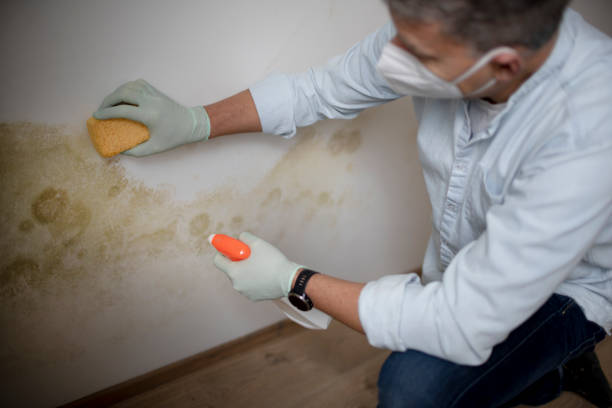 Best Preventive Mold Services in Blue Ridge, GA