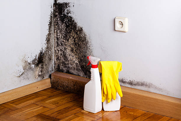 Best Residential Mold Remediation in Blue Ridge, GA