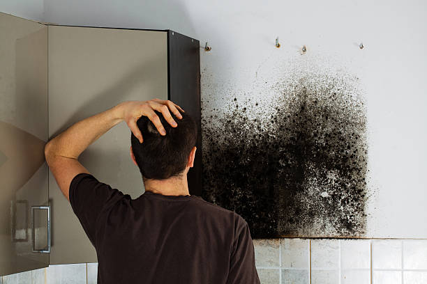 Professional Mold Remediation in Blue Ridge, GA