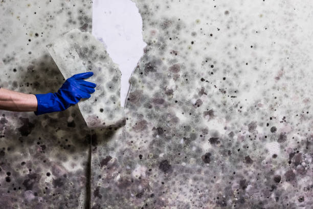 Best Post-Remediation Services in Blue Ridge, GA