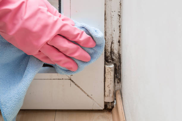 Best Industrial Mold Remediation in Blue Ridge, GA