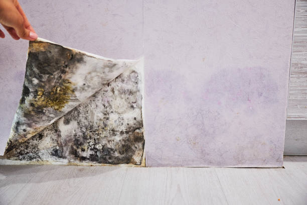 Best Basement Mold Remediation in Blue Ridge, GA